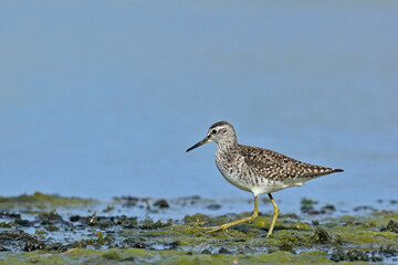 Wood Sandpiper - Tringa glareola, Crete 