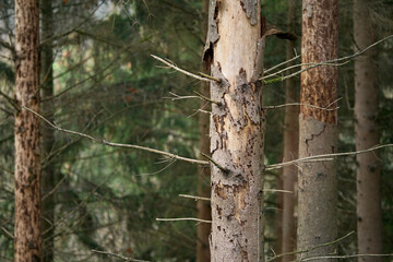 Wald Landschaft im Detail mit einer Mischung aus unterschiedlichen Bäumen und sichtbarem...