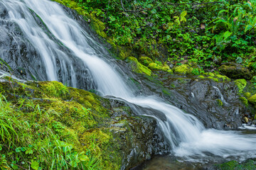 Fototapeta premium Waterfall among green grass. Mountain stream on mossy boulders in summer rainforest. Alpine cascade of rapid flow