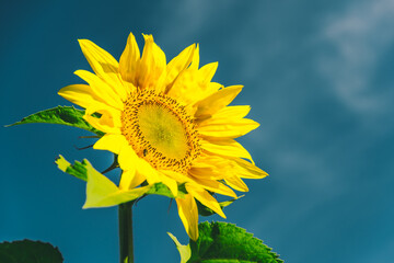 Beautiful sunflower inflorescence in summer garden