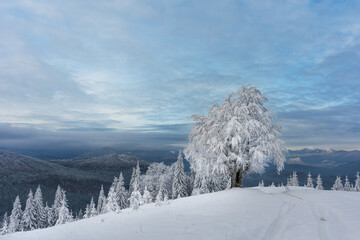 Winter in the Ukrainian Carpathians with beautiful frozen trees and snow