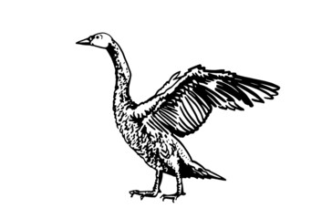Fototapeta na wymiar Vector hand-drawn swan isolated on white, illustration
