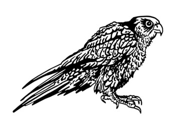 Vector sketch of falcon isolated on white, illustration, bird