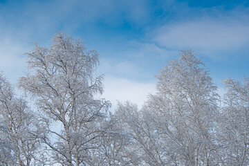 Branches in frost against blue sky. Snow forest in white velvet. Bottom up view in sunny cold weather.