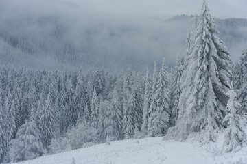 Winter in the Ukrainian Carpathians with beautiful frozen trees and snow