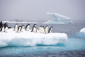 Adelie penguins on an iceberg along the Antarctic coast - 397266956
