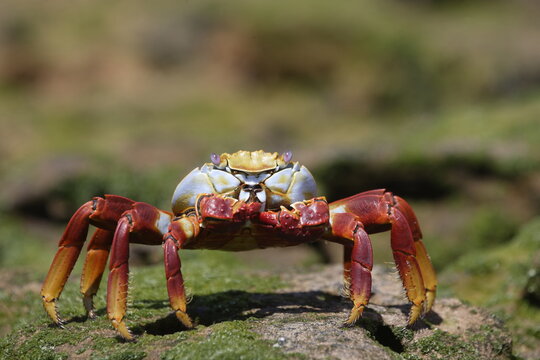 Sally lightfoot crab on the Galapagos Islands