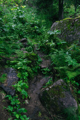 Forest dirt trail in green forest. Hiking in wild