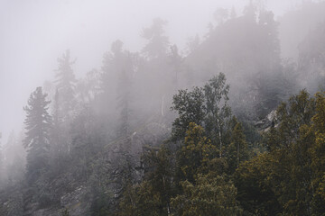 Foggy morning in woods. Treetops are covered with clouds in rainy weather. Pine trees on hillside on rainy day in fog.