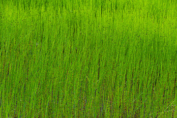Obraz na płótnie Canvas Green fresh grass on lawn as background