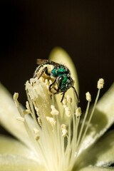 Close up of a small Bee (Augochlora sp) feeding on a cactus flower