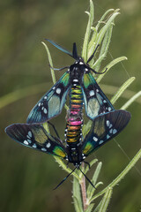 Princely Tiger Moth (Chrysocale principalis)