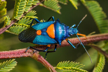 Florida Predatory Stink Bug (Euthyrhynchus floridanus)