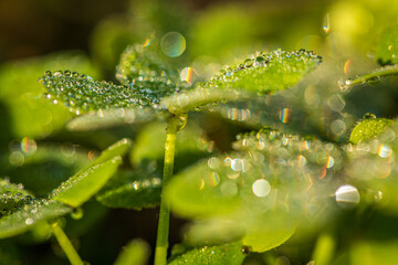 close up grüne Kleeblätter mit Wassertropfen, Morgentau  und Lichtreflexen
