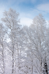 Fototapeta na wymiar Cold weather in winter forest. Branches of trees are covered with snow and frost.