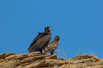 Cinereous vulture and Steppe eagle on the rock
