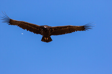 Cinereous vulture worlds largest raptor flying 