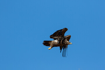 Eastern imperial eagle flying 