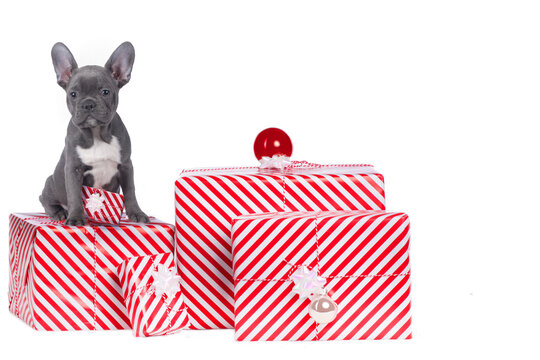 Cute grey fench bulldog puppy sitting on christmas gifts