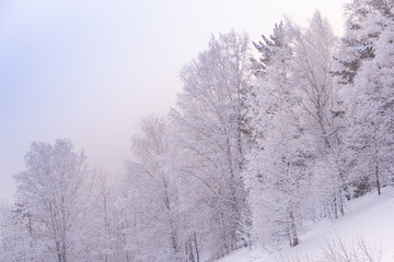 Snow trees in soft pink haze. Winter forest in early morning with frost on branches.