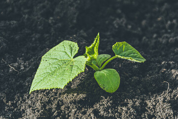 Young shoots with green cucumber leaves on farm. Growing vegetables in garden.