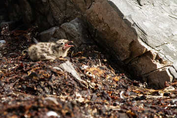 Larus canus, seagull breeding, begging for food on the seaweed bed