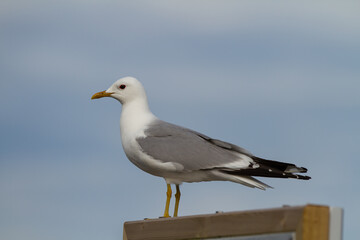 larus canus, seagull perched on wood with blue background