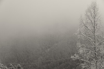 Obraz na płótnie Canvas Snow forest in gentle haze of frosty morning