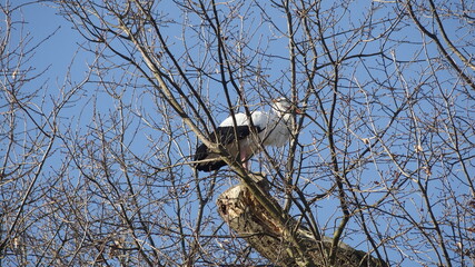 Storch im Nest