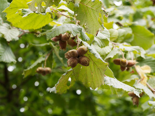 Corylus avellana ou common hazel with red nuts or hazelnuts, round green, leaves with toothed margin