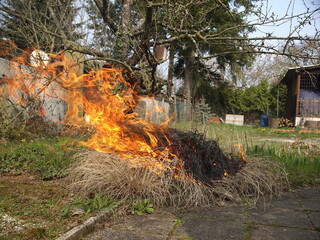 Buschbrand im Garten