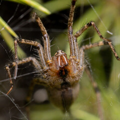 spider face
