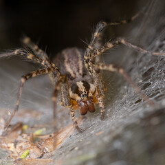 Spider in den