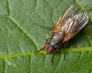 Fly on leaf