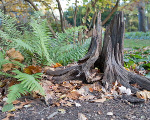 Stump and Fern