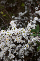 Prunus spinosa
