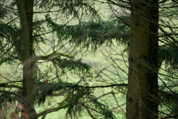 Wald Landschaft im Detail mit einer Mischung aus unterschiedlichen Bäumen, Fichten, Tannen und...