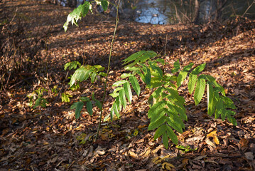 Pterocarya fraxinifolia