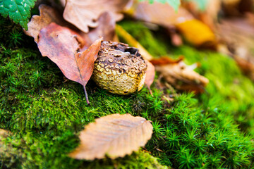 The bitch mushroom hides in the leaves