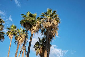 Washingtonia filifera 