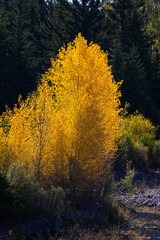 Fototapeta premium Trees with Fall Colors