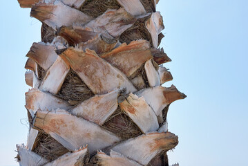 Washingtonia robusta