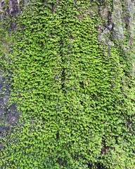 Moss on tree trunk