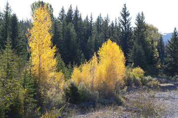 Trees with Fall Colors