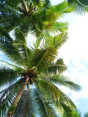 coconut tree