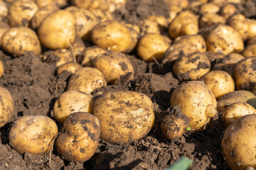 Potato harvest, from a Bush of fruit of freshly dug potatoes on the ground