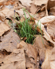 Leaf covered grass 