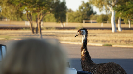 Ostrich walking in a parking lot in Exmouth, Western Australia.