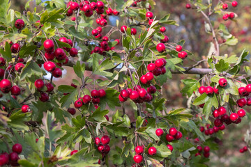 Crataegus laevigata Zweigriffeliger Weißdorn Früchte
