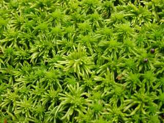 Green moss close up beautiful texture with good outdoor light